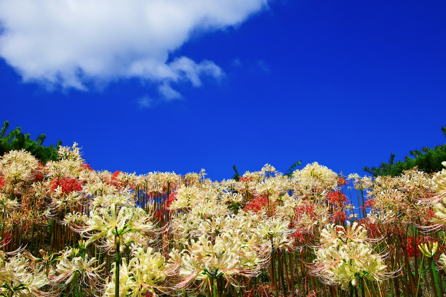 Cluster aus weißen und roten Spinnenlilien unter einem blauen Himmel mit flauschigen Wolken