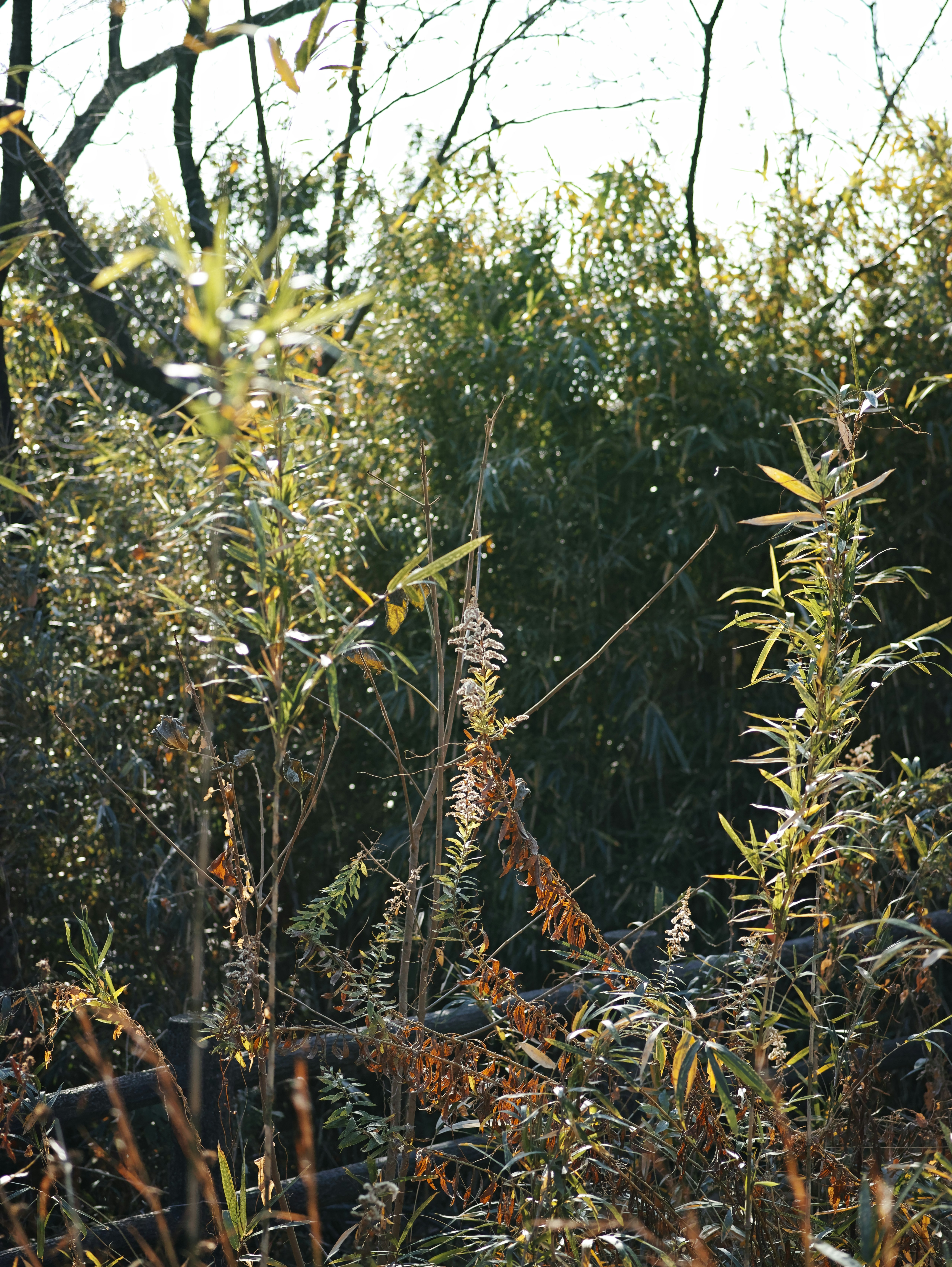 sendero en el bosque con luz natural filtrándose entre la vegetación