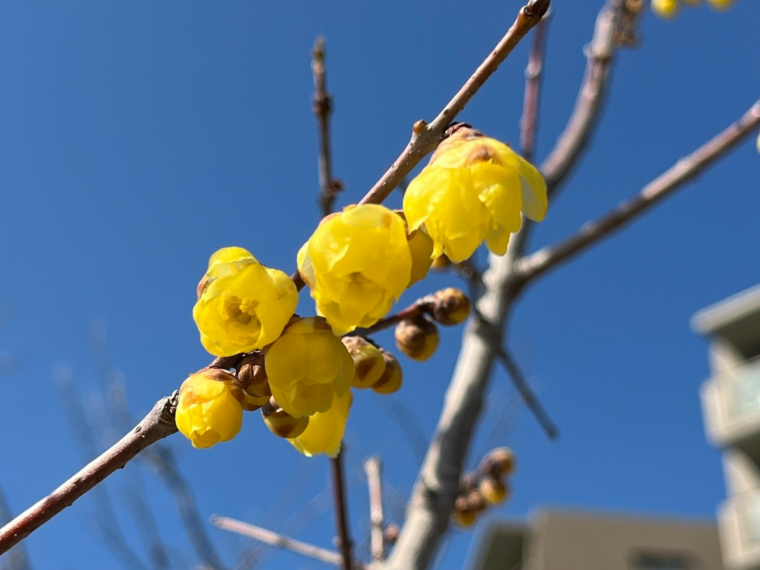 Fleurs jaunes de chimonanthus sur une branche sous un ciel bleu clair