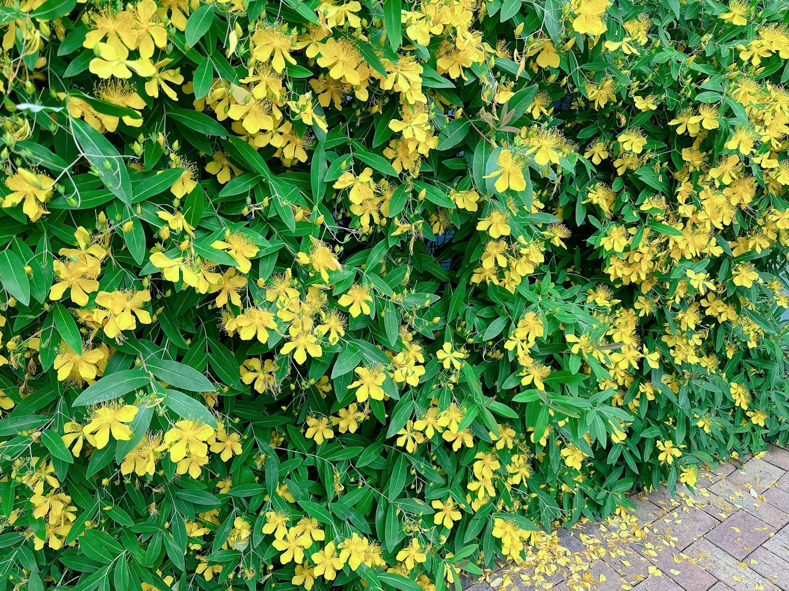 fiori gialli vivaci che sbocciano tra foglie verdi lussureggianti in una siepe