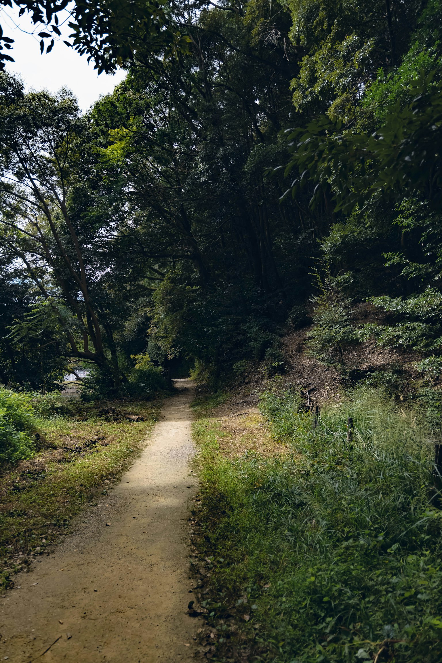 被郁郁蔥蔥的樹木環繞的風景小道