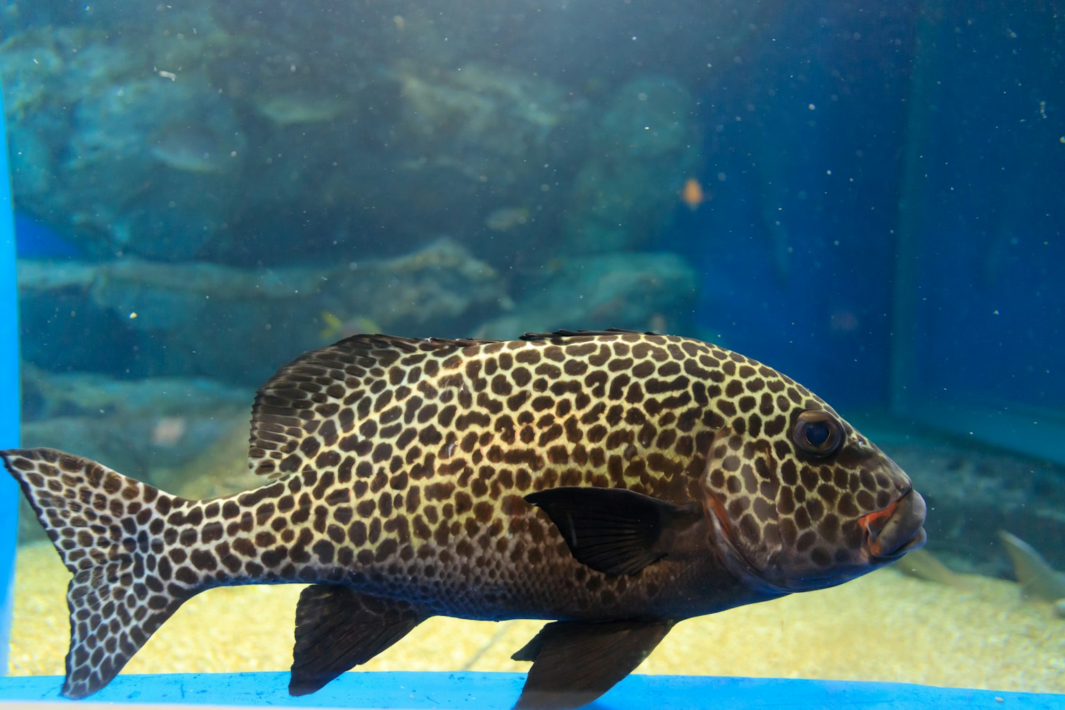 Pesce con macchie a forma di leopardo che nuota in un acquario