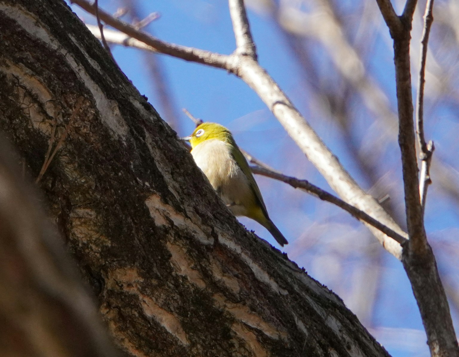 Un pequeño pájaro posado en un tronco de árbol