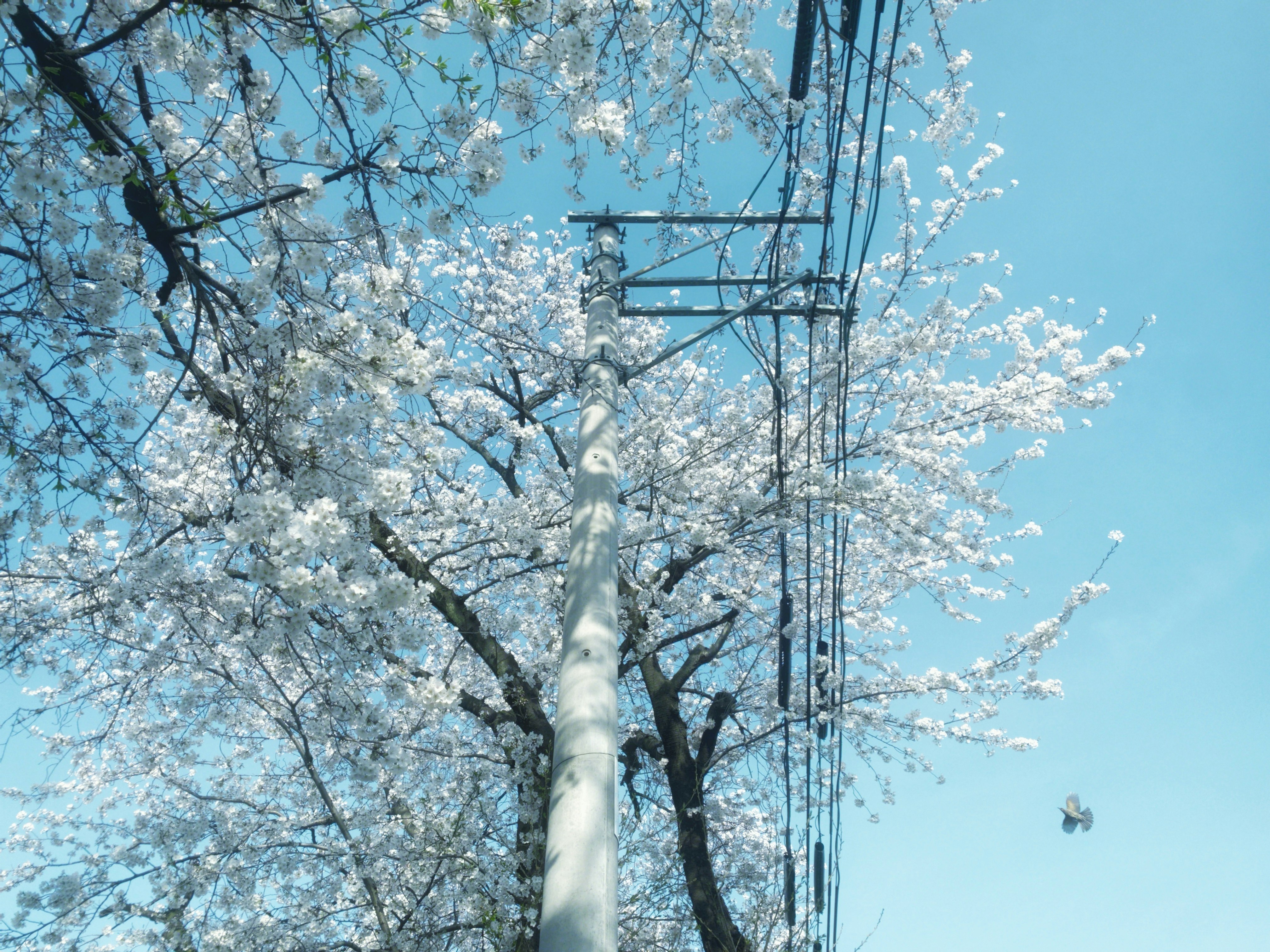 青空の下で満開の桜が咲く並木