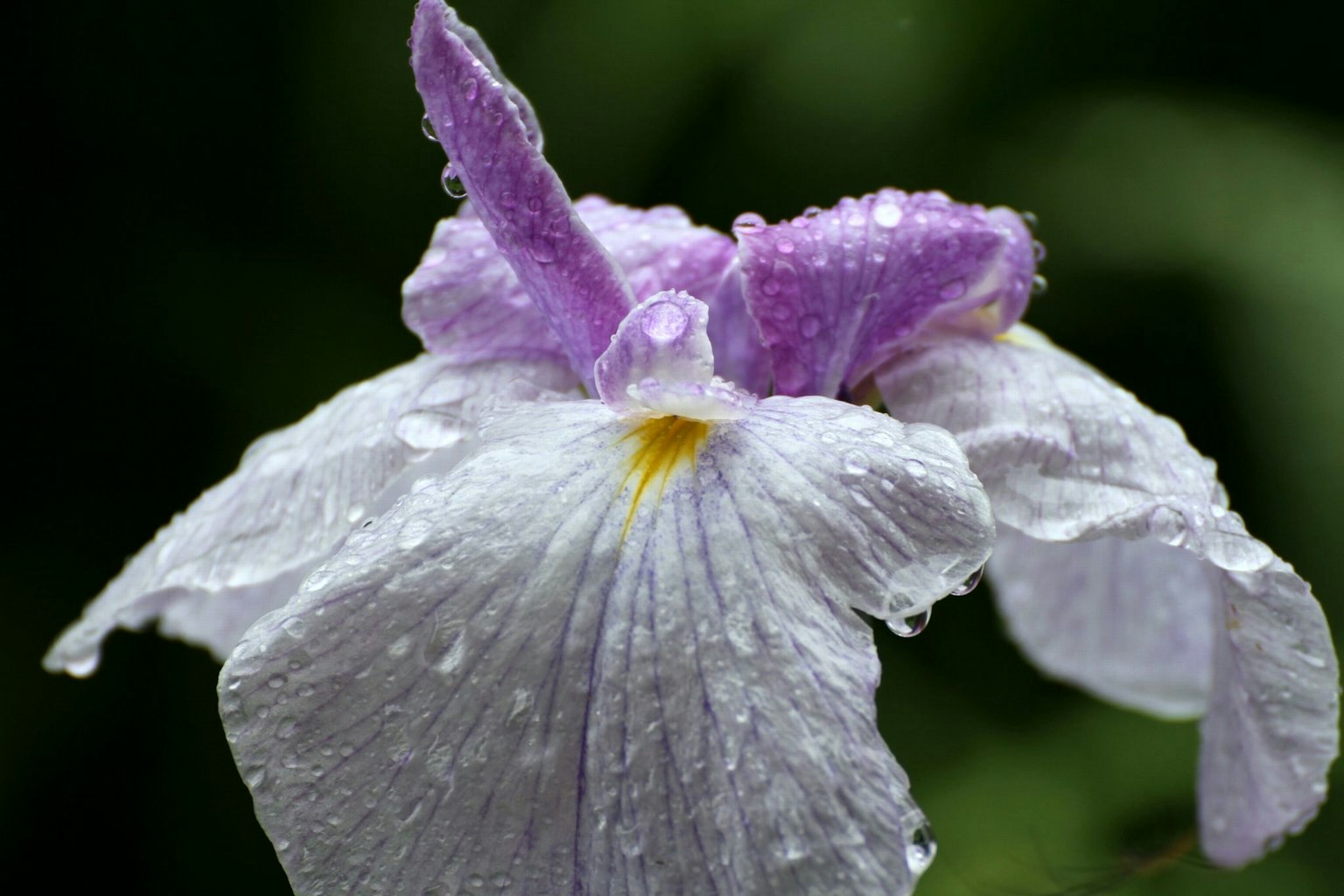 White flower with purple petals and water droplets