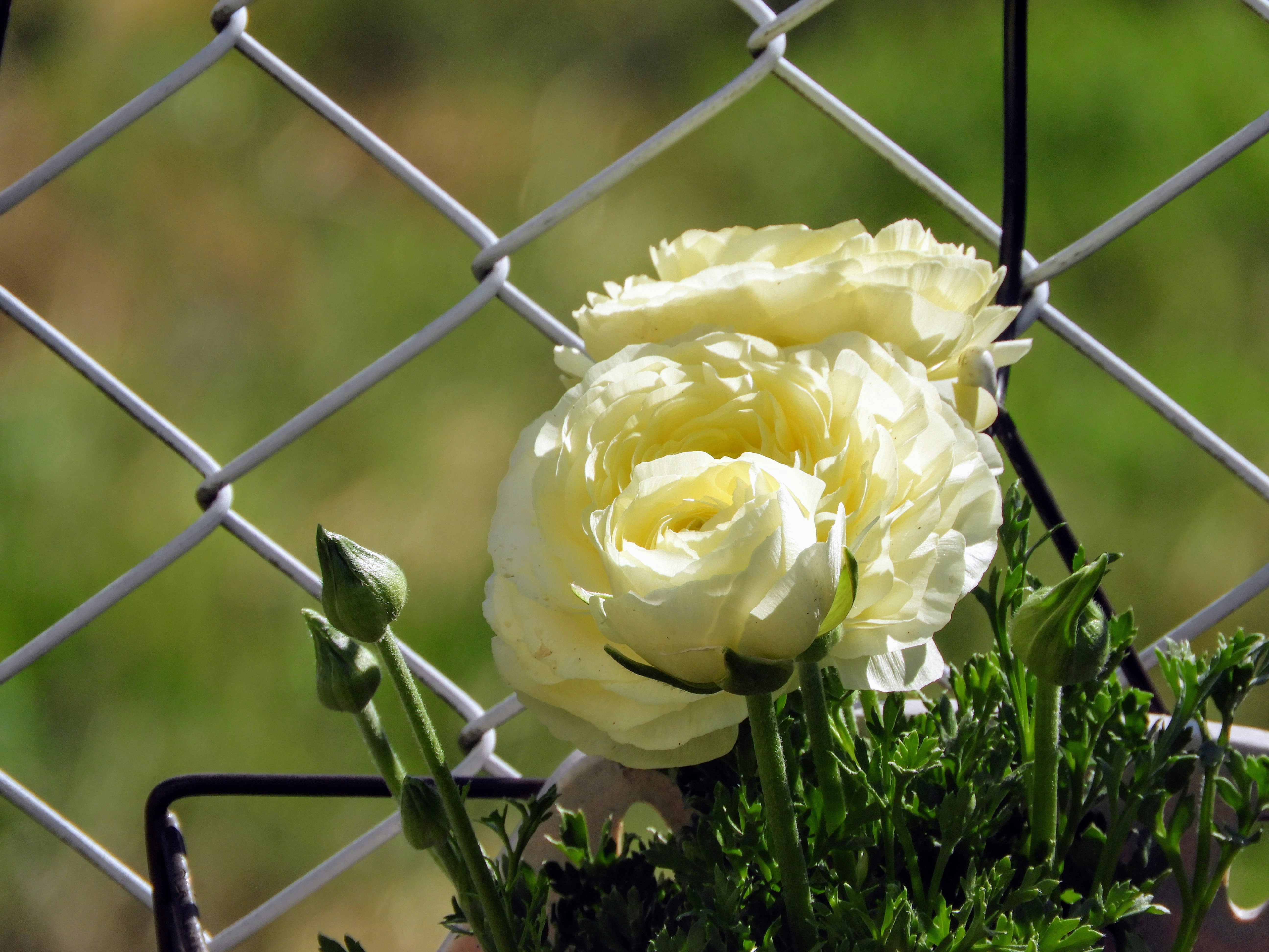 ラナンキュラスの花と金属フェンスのある庭