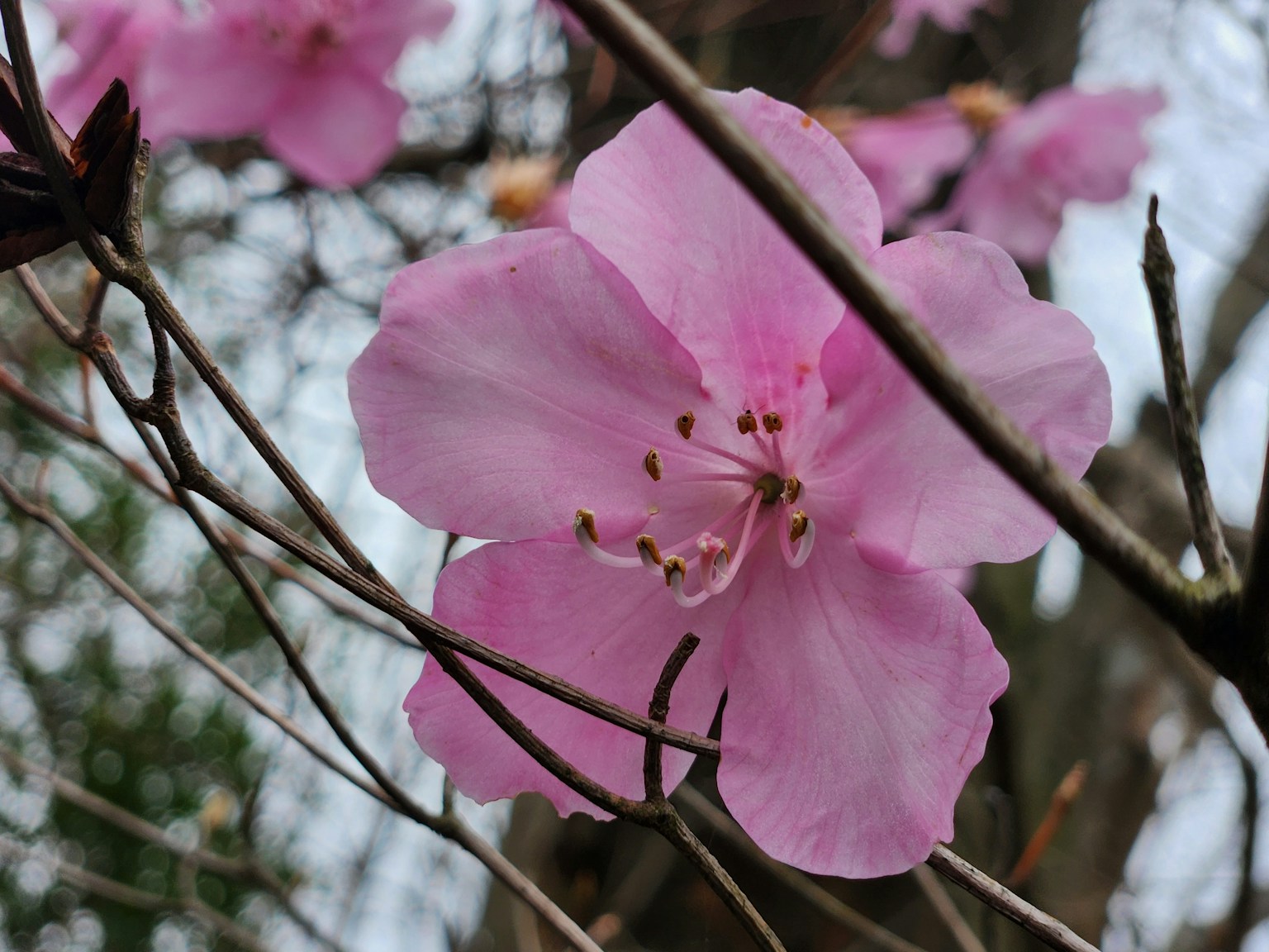 A light pink flower blooming on a branch