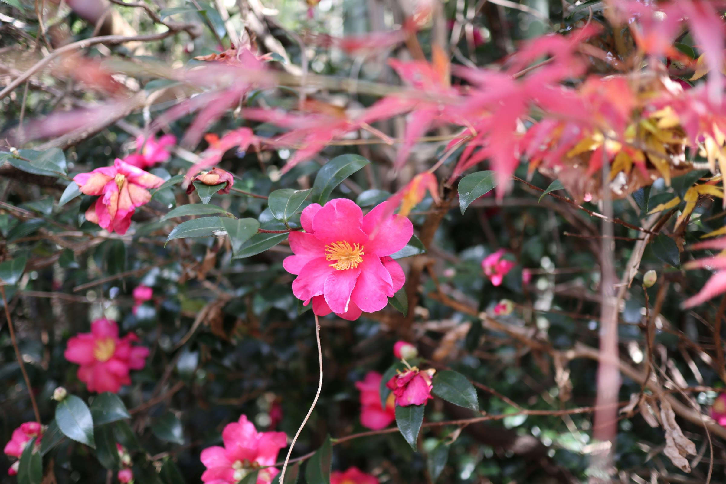 ツバキの花が咲くヤマモミジの紅葉の庭