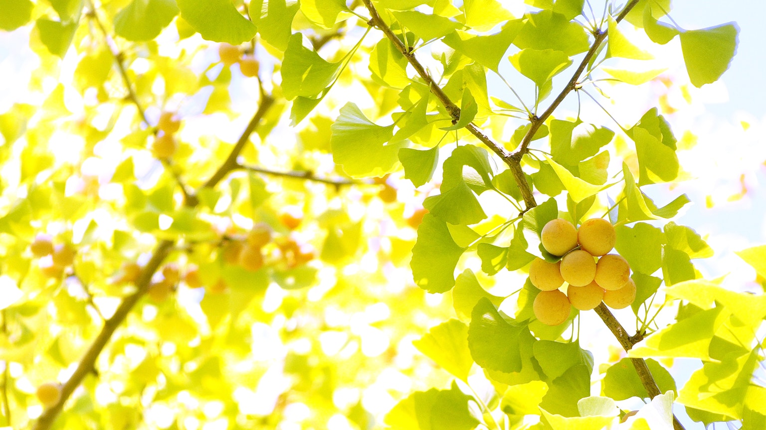 Dahan pohon dengan daun kuning cerah dan buah