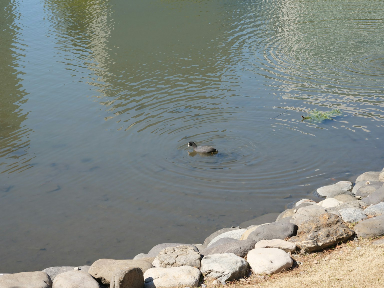 Animal flottant sur l'eau avec une berge en pierre