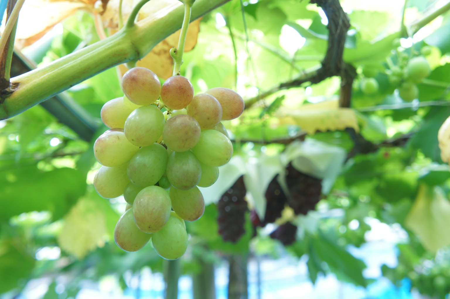 A cluster of greenish grapes hanging among green leaves
