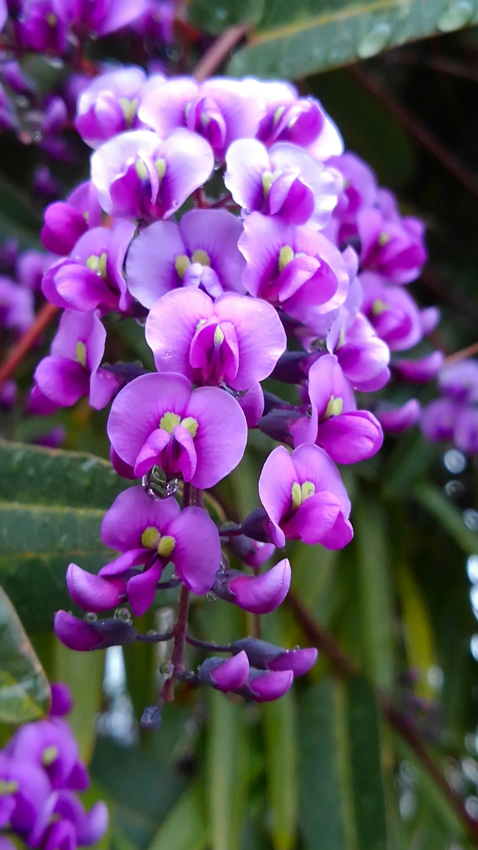 Primo piano di una pianta con grappoli di fiori viola