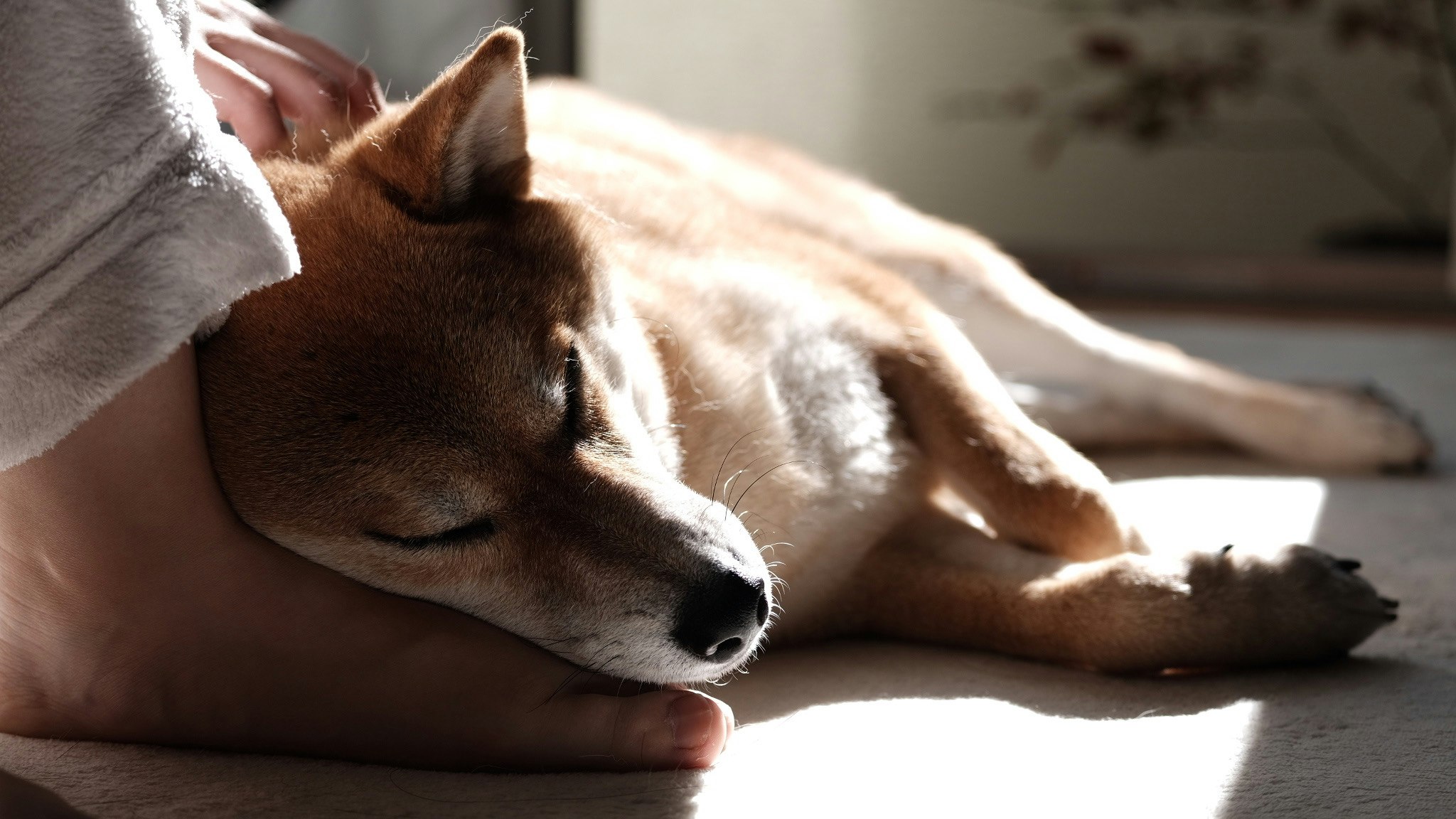 犬の柴犬が飼い主に撫でられてくつろぐ室内のひととき