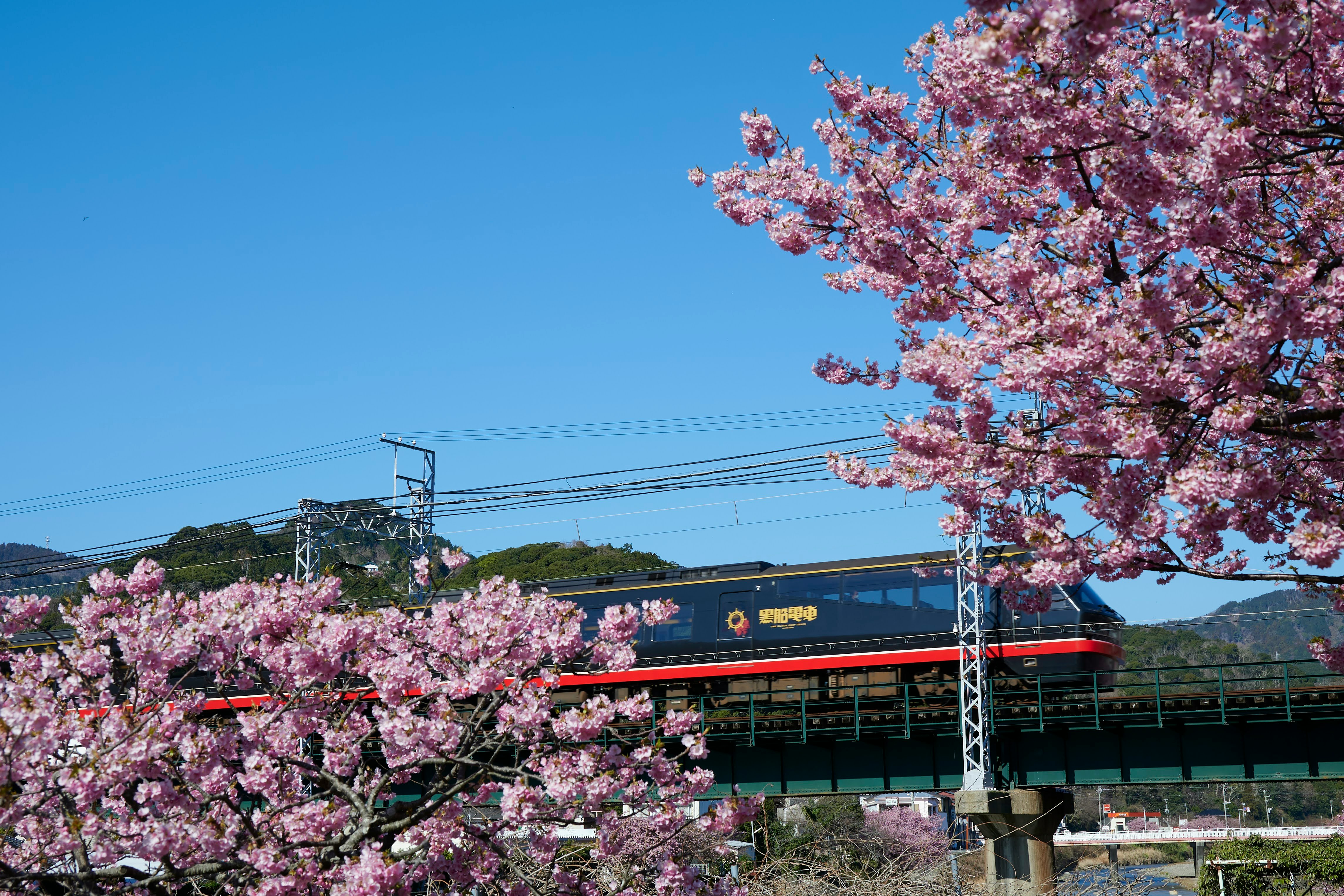 Fiori di ciliegio e treno su un binario della stazione sotto un cielo azzurro