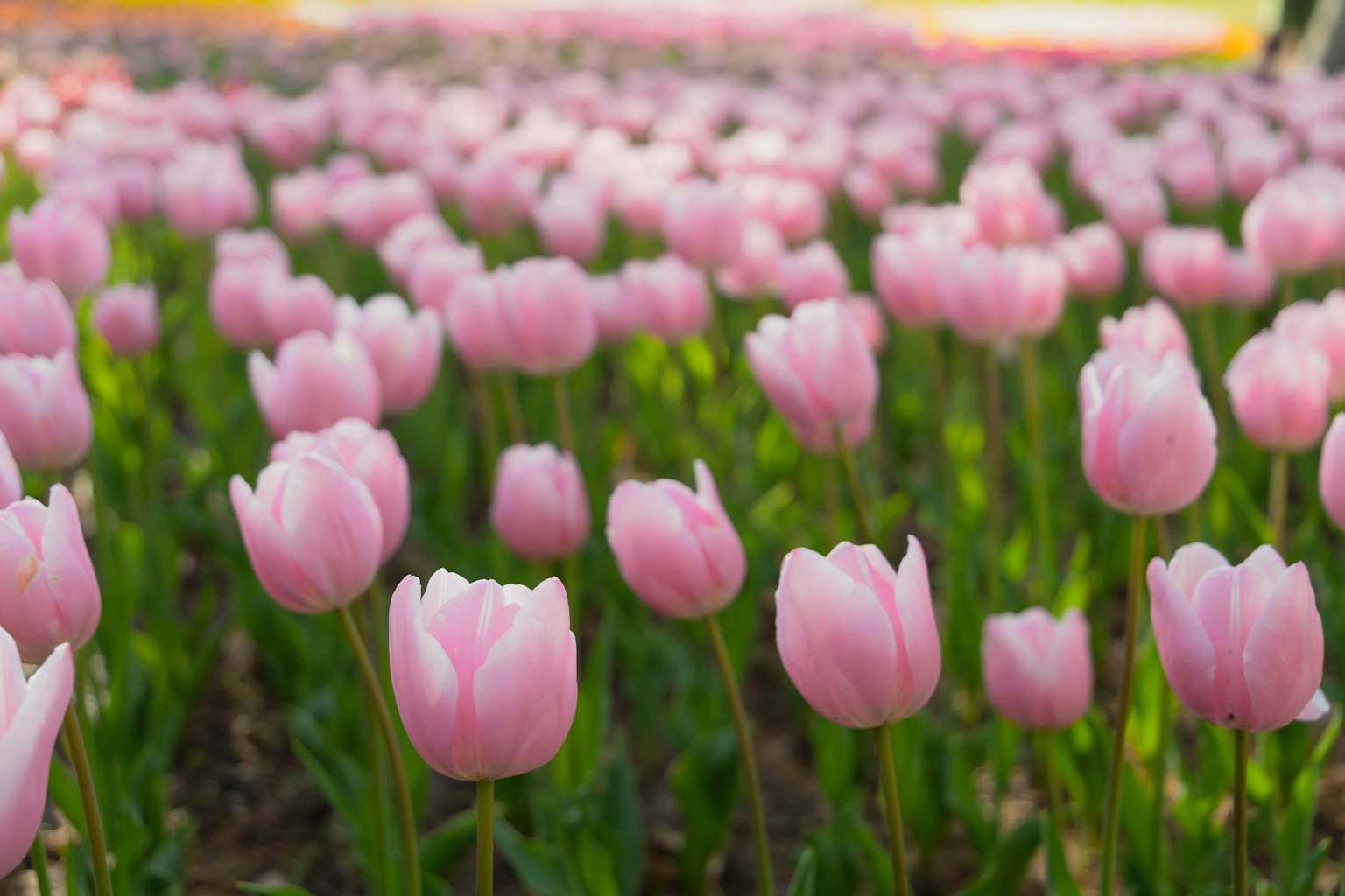 Ladang tulip merah muda yang sedang mekar