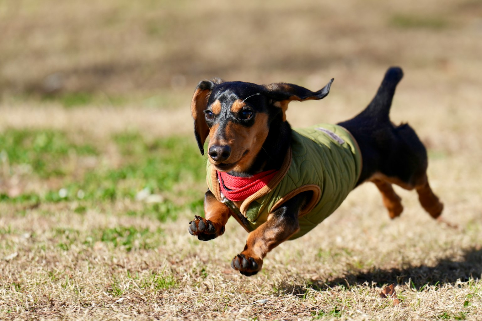 Foto di un cane che corre un bassotto in un cappotto verde che corre sull'erba