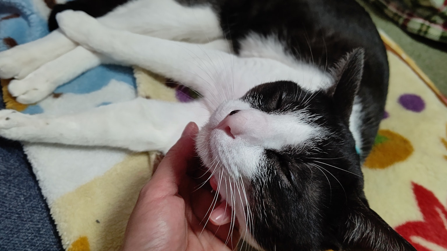 Gatto bianco e nero accarezzato da una mano