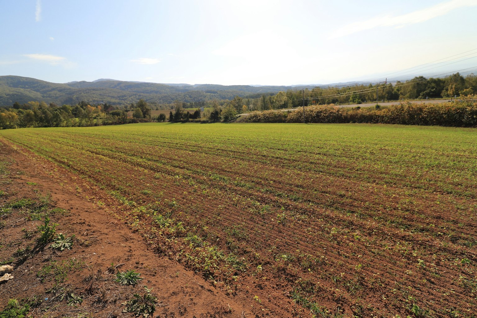 Terreno agricolo vasto con coltivazioni verdi sotto un cielo blu
