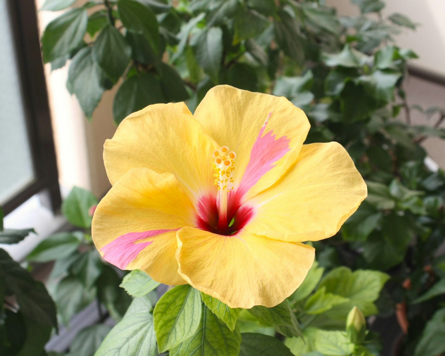 ดอกฮิบิสกัสสีเหลืองสดใสรอบด้วยใบสีเขียว