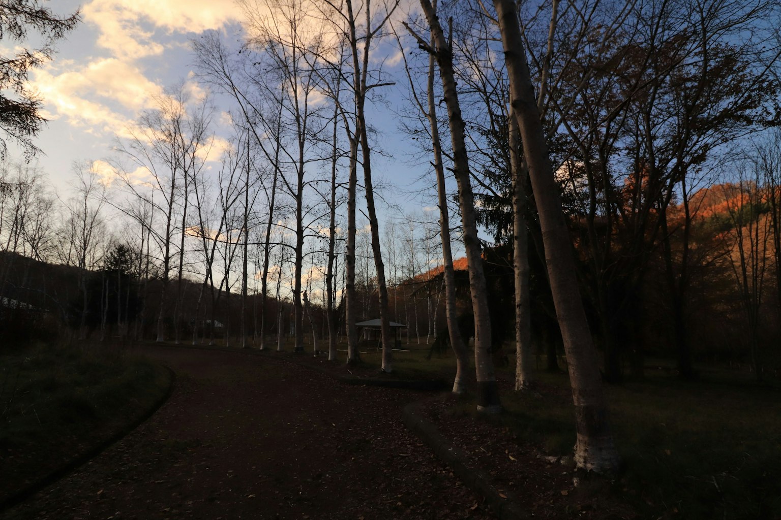 Alberi sottili contro un cielo crepuscolare