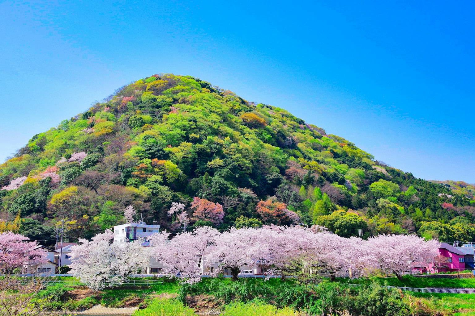 蓝天下樱花树和绿色山丘的美丽景色