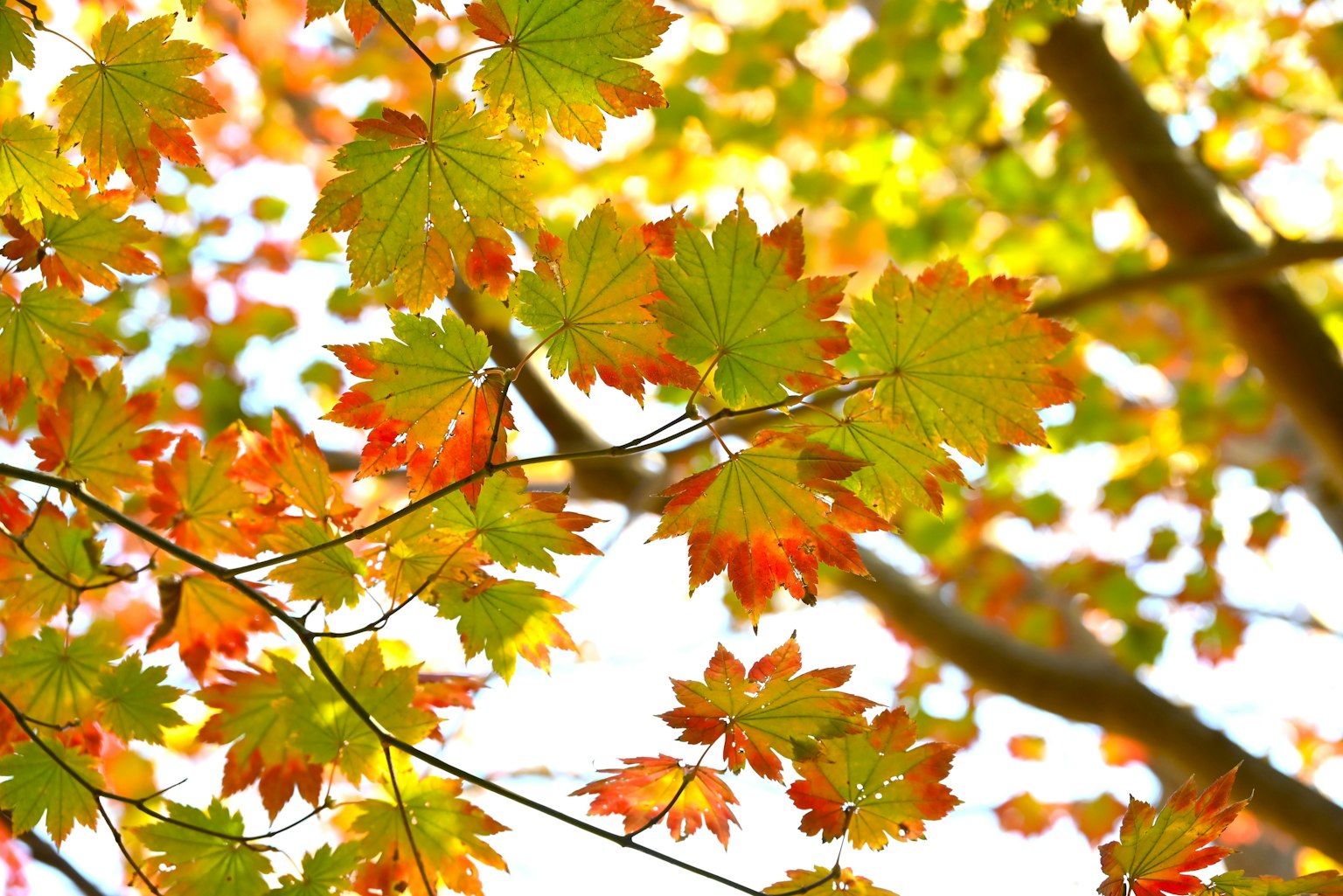 Feuilles colorées illuminées par la lumière du soleil dans un cadre automnal