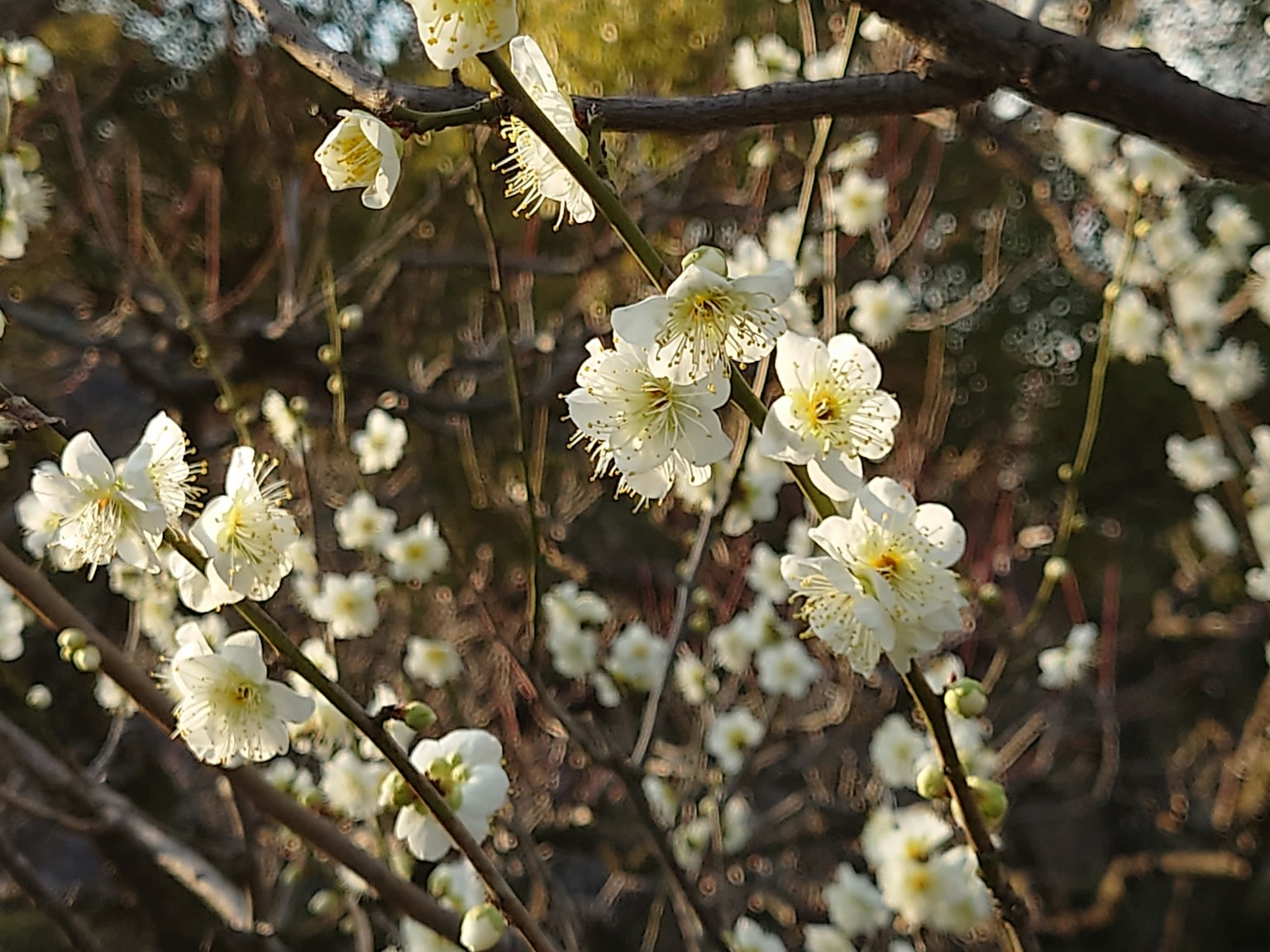 Acercamiento de ramas con flores blancas en flor