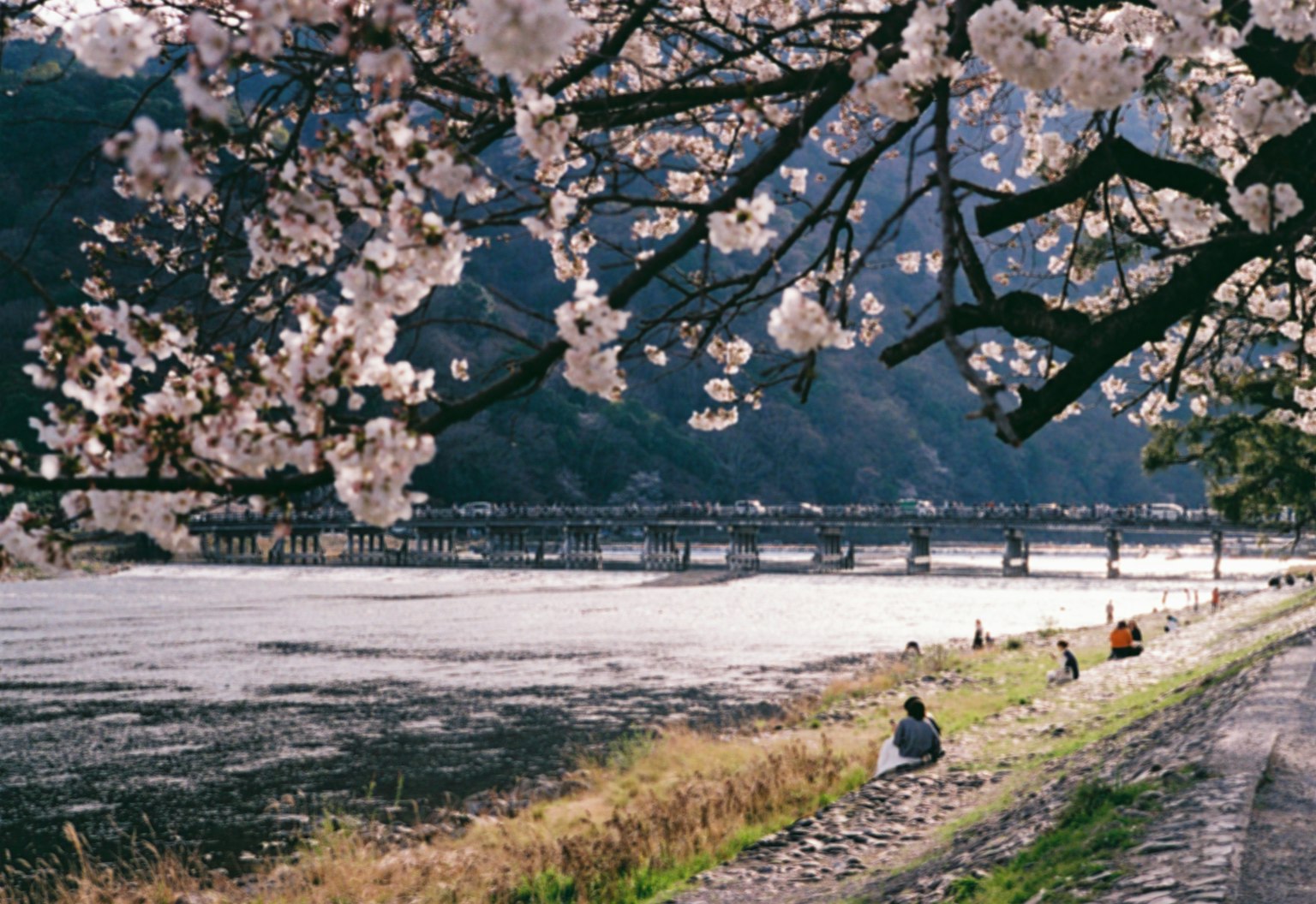 Scenic view of cherry blossoms by the river people relaxing along the bank