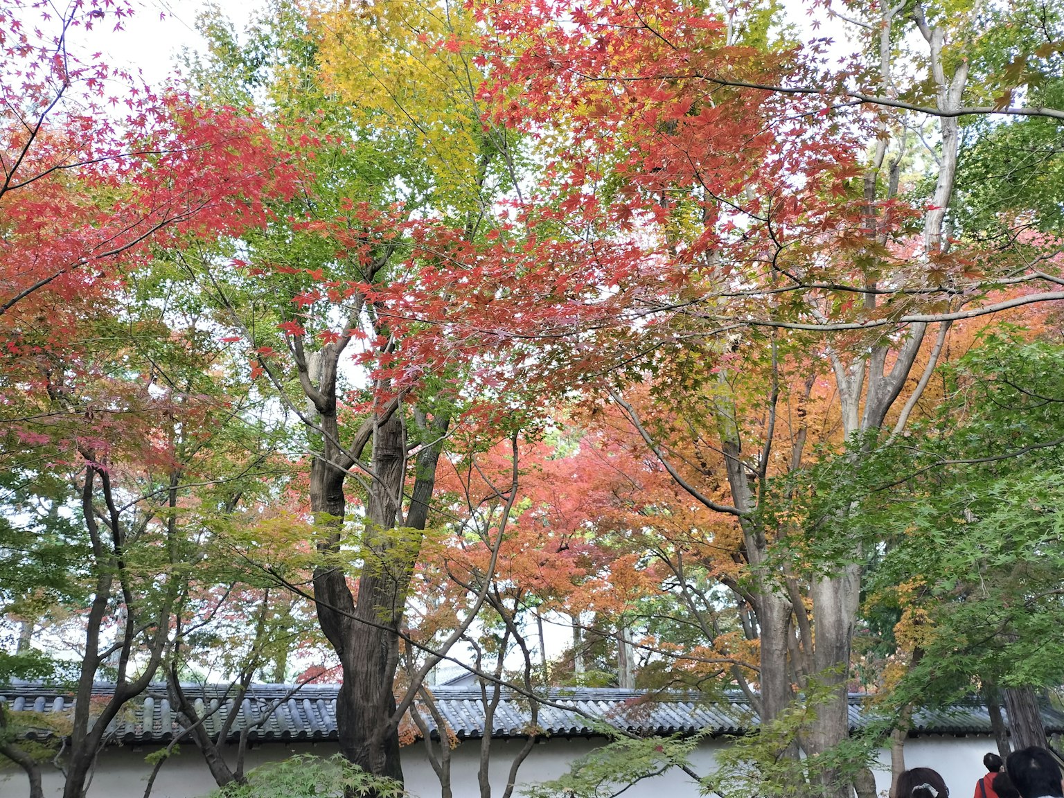 宁静花园环境中的生动秋叶