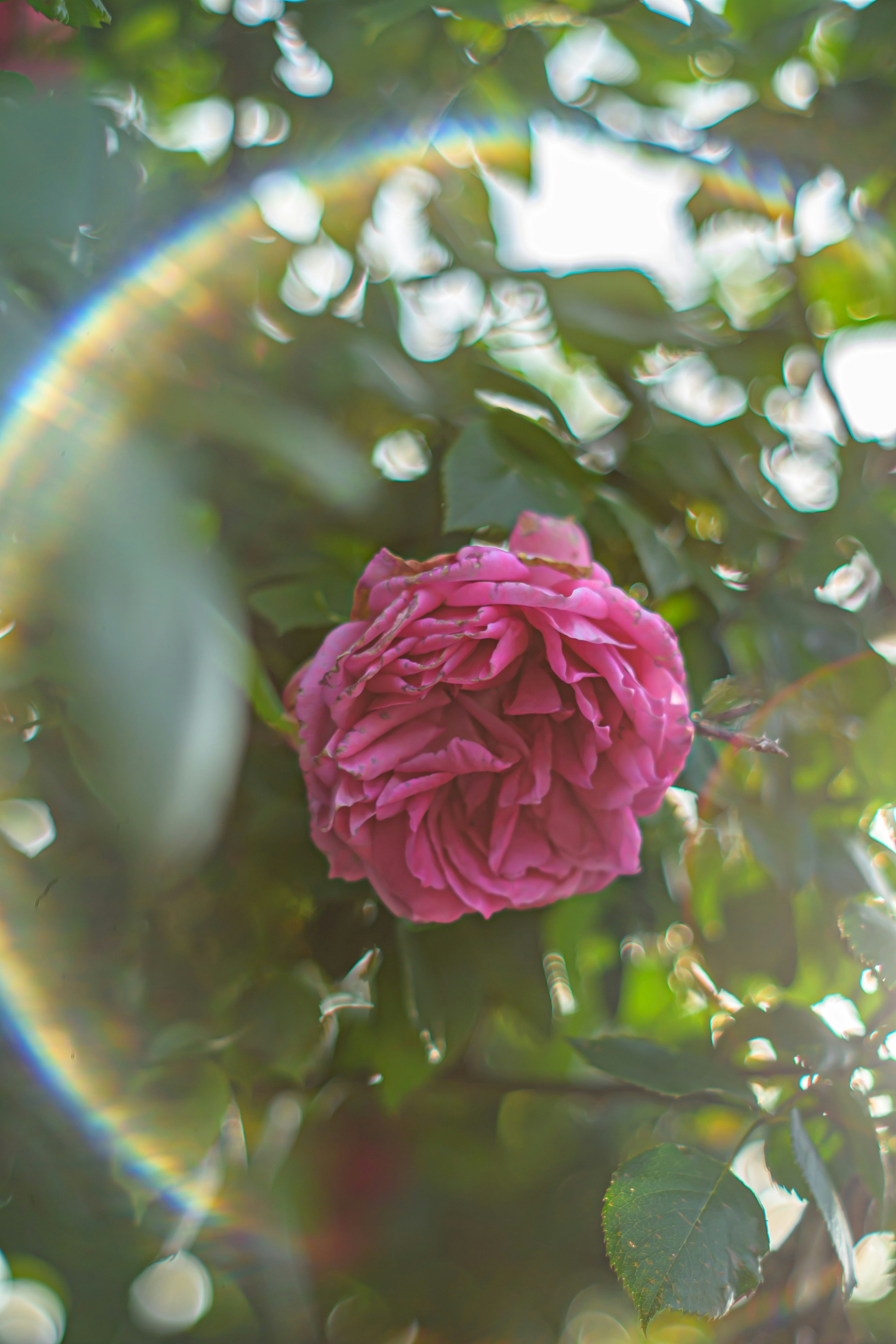 ピンクのバラが木漏れ日の中で咲く庭の花