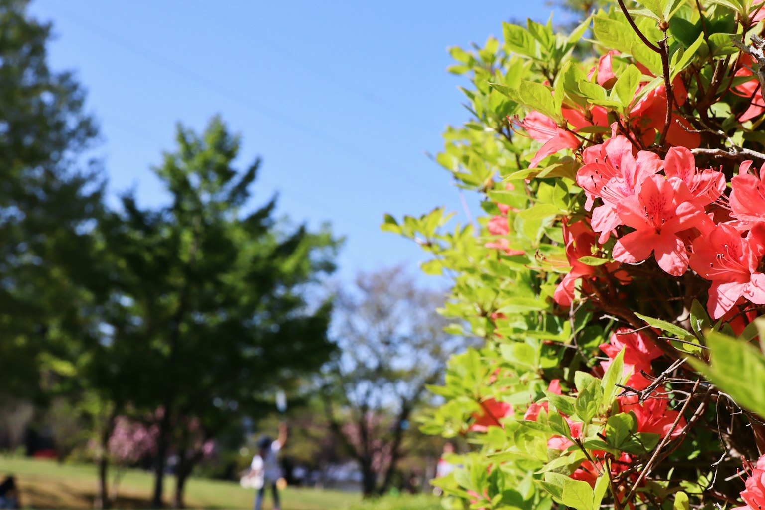 Une scène de parc avec des fleurs d'azalée roses et des feuilles vertes sous un ciel bleu clair