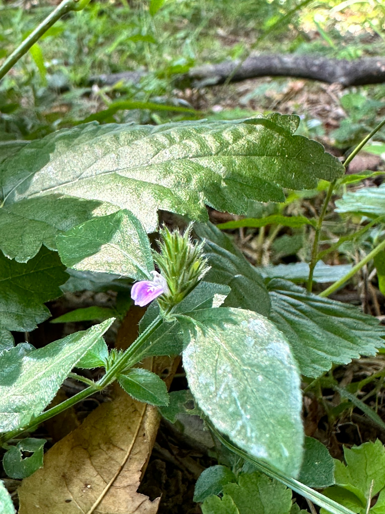 Un piccolo fiore viola che sboccia tra le foglie verdi