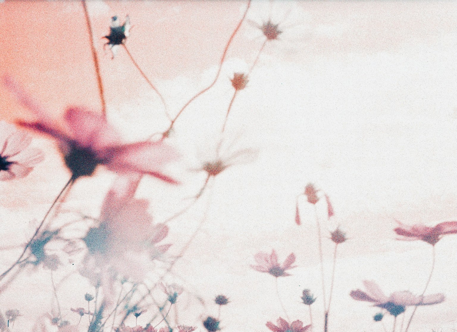 Un paysage floral aux couleurs douces avec des fleurs en fleurs