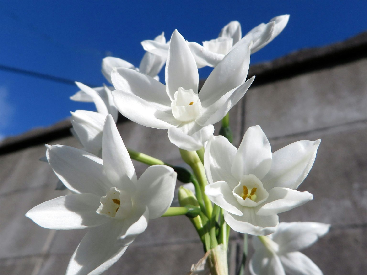 Weiße Blumen blühen unter einem blauen Himmel