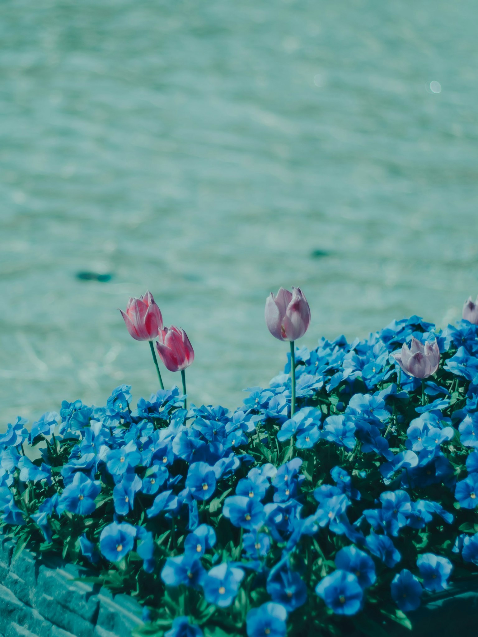Schöne Szene mit blauen Blumen und rosa Tulpen nahe der Wasseroberfläche