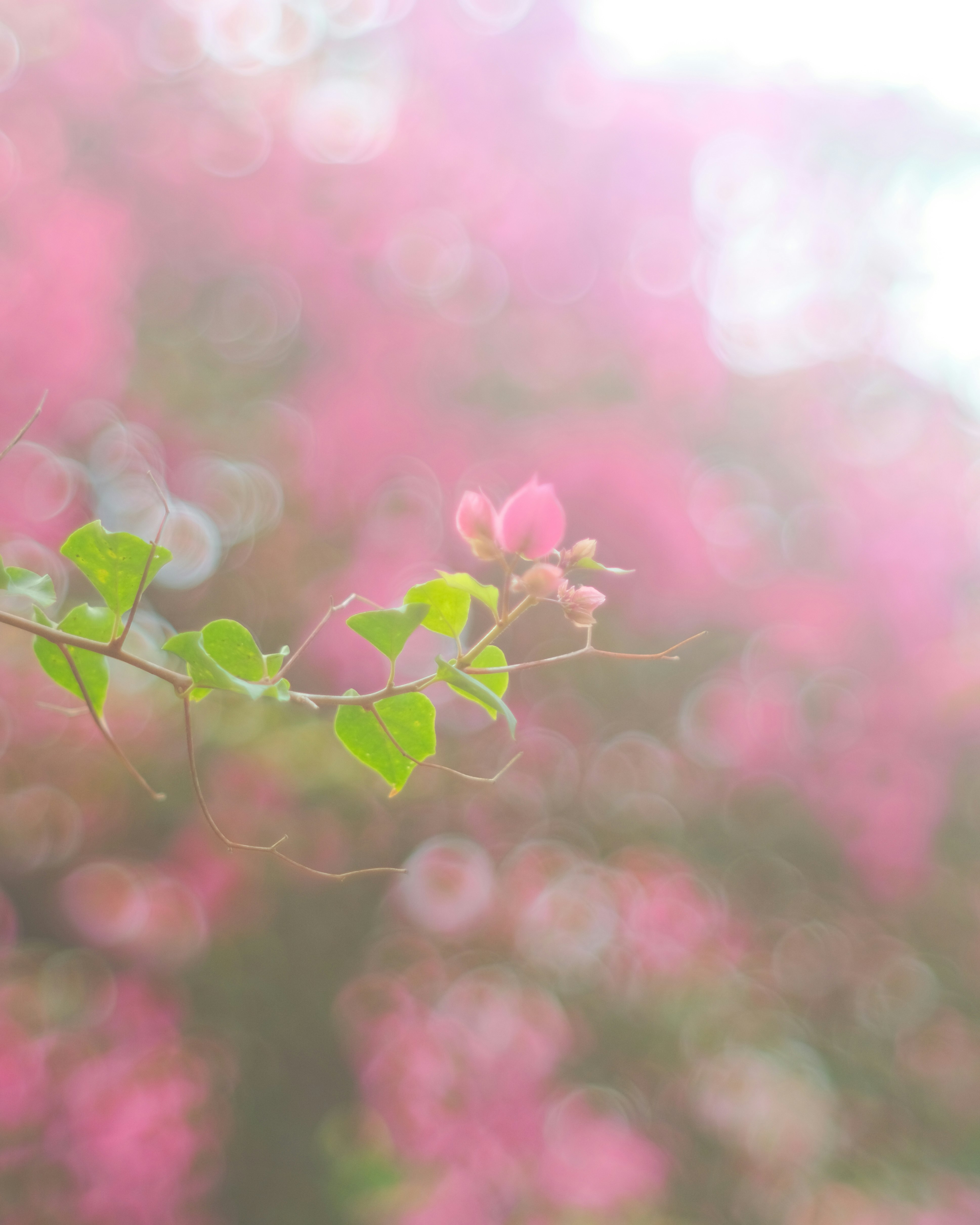 ピンクの花と新緑の葉が重なるボケのマクロ画像
