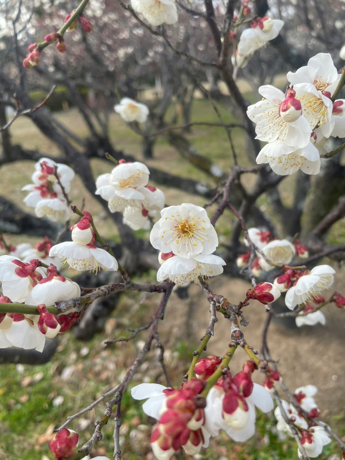 白い花が咲く梅の枝