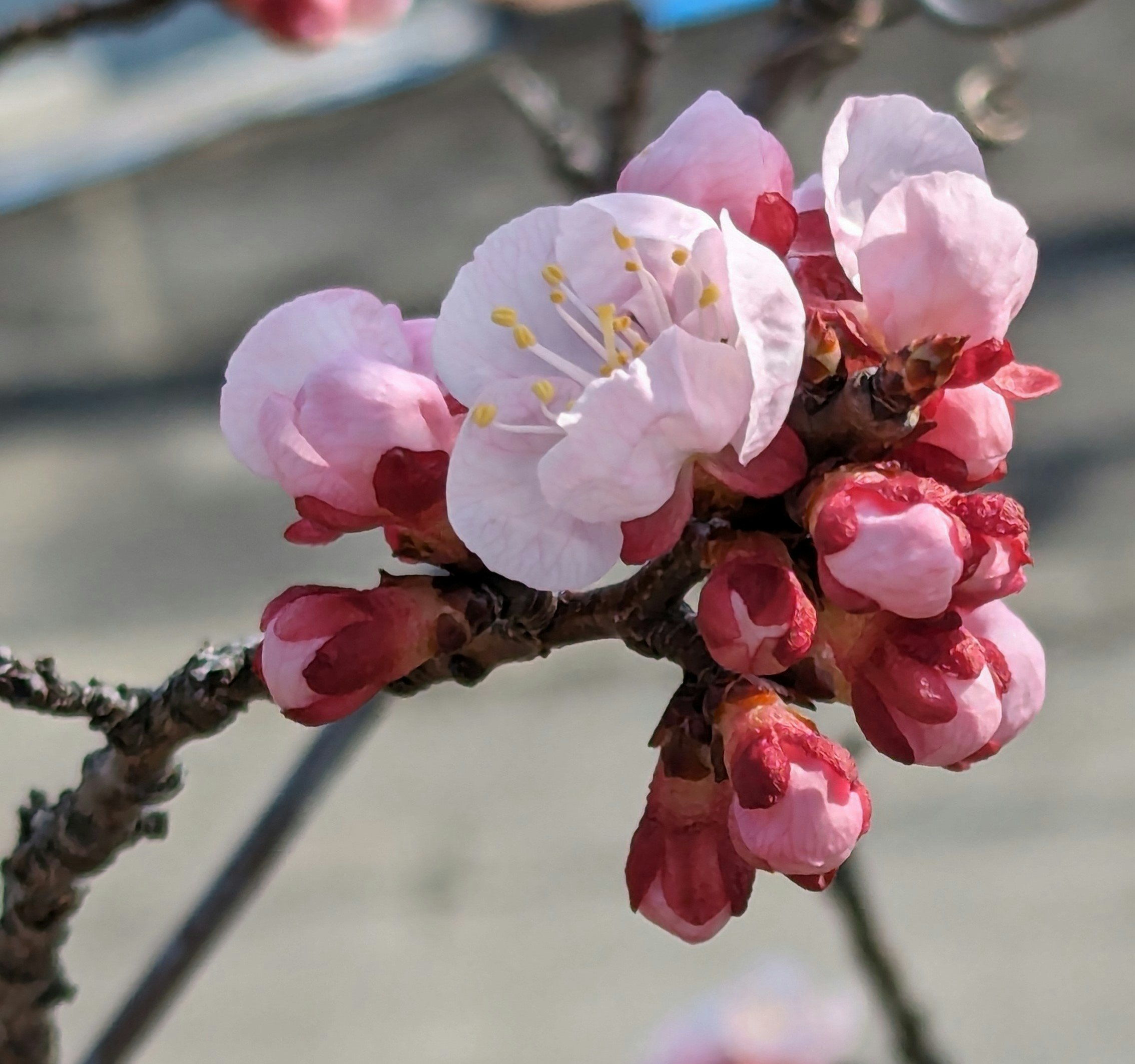 寒さの中で咲く梅の花のアップ