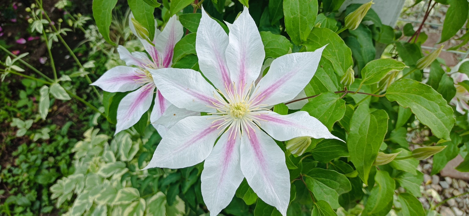 Flor blanca con rayas rosas floreciendo en una planta verde