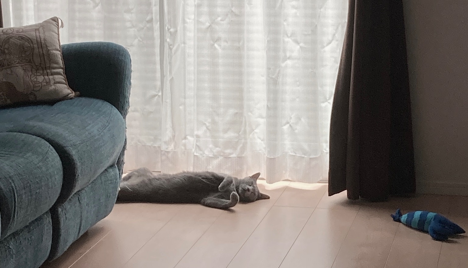 Gray cat lounging near a blue sofa with curtains in the background