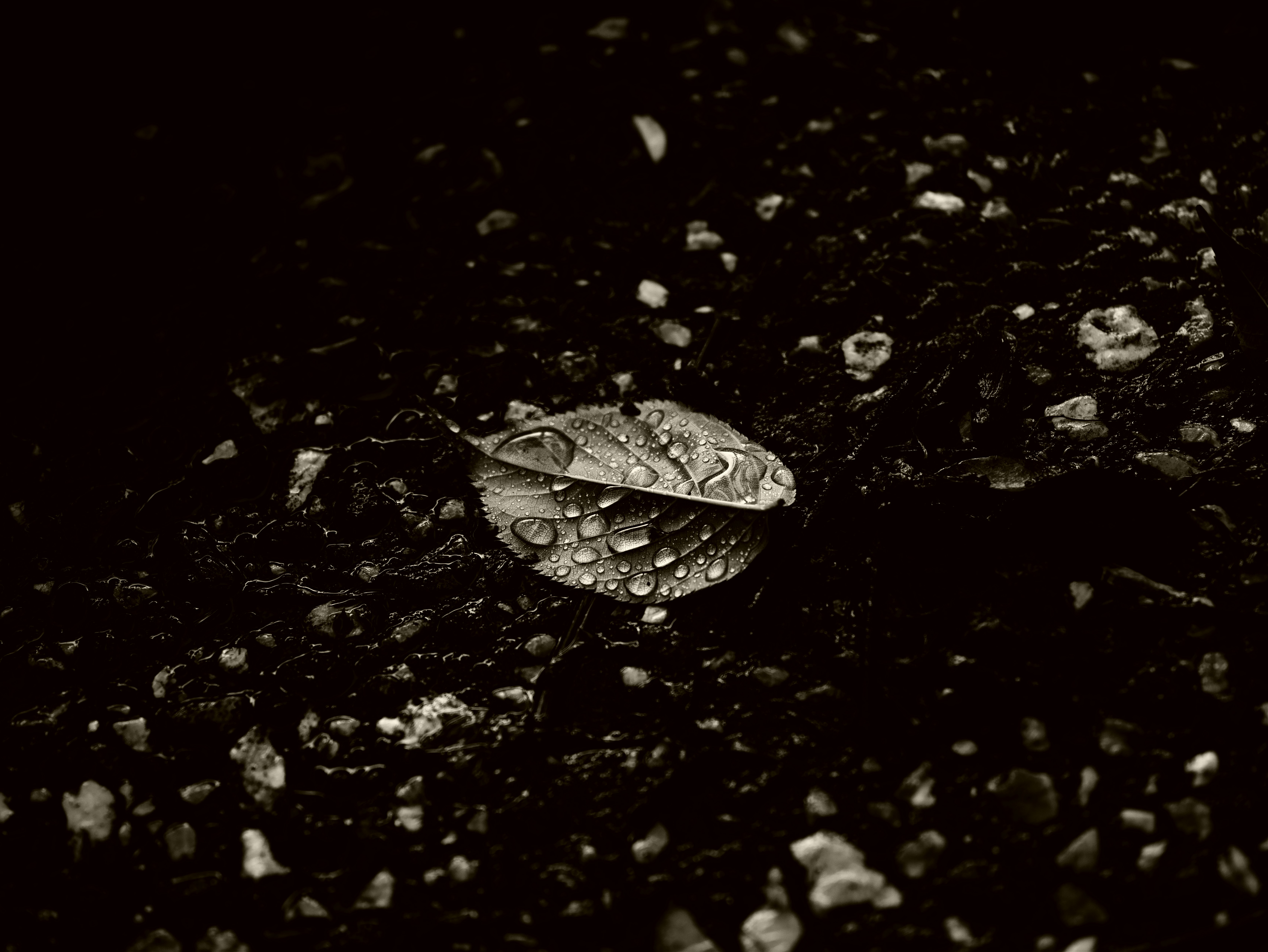 Raindrop-covered small shell-like object on dark ground