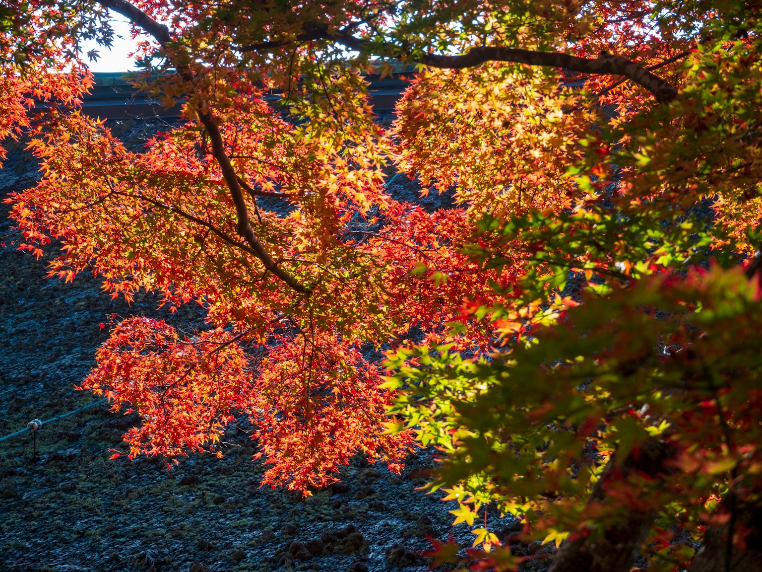 Vibrant autumn leaves illuminated by sunlight creating a beautiful scene