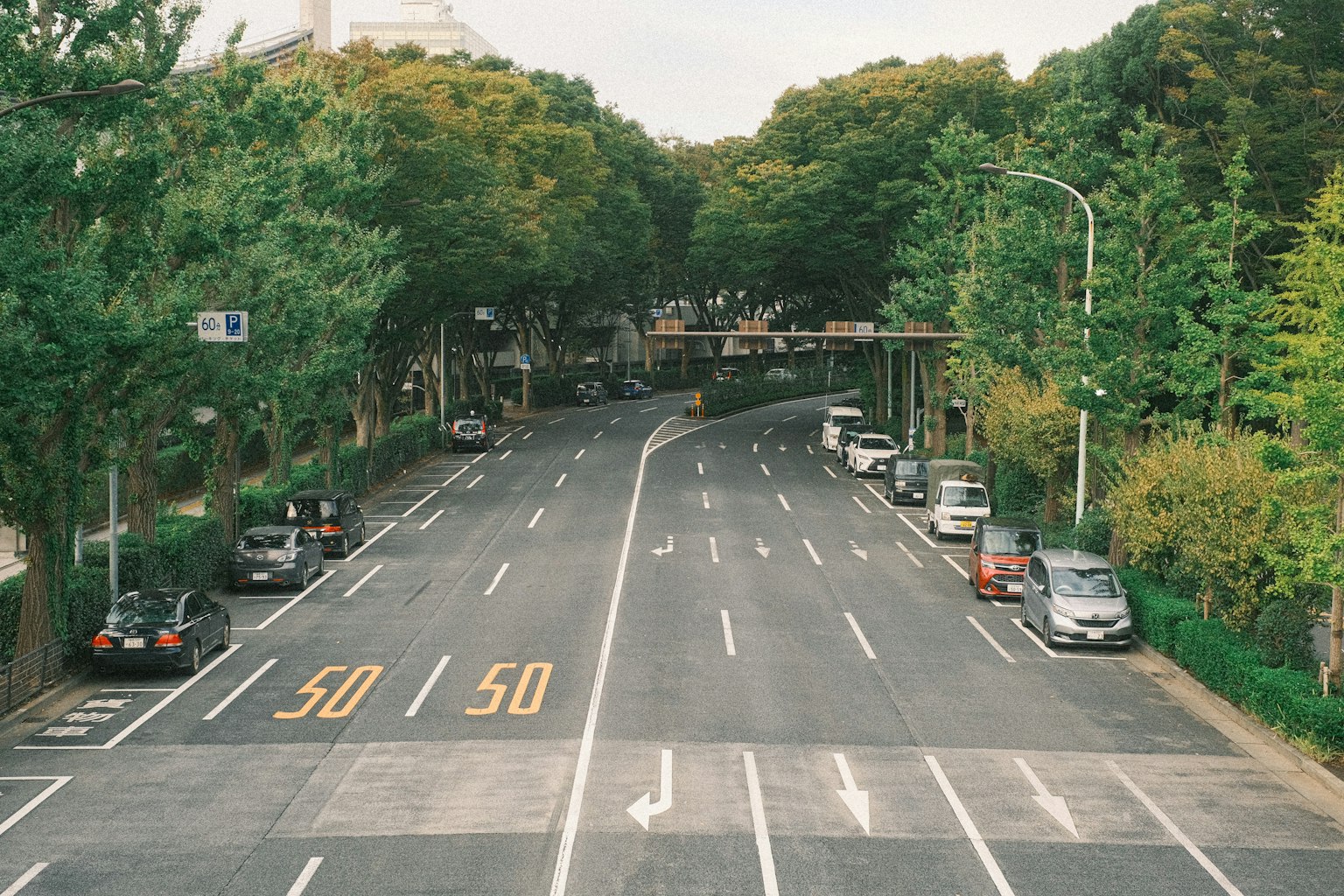 Jalan yang dikelilingi pepohonan dengan batas kecepatan 50 kilometer per jam