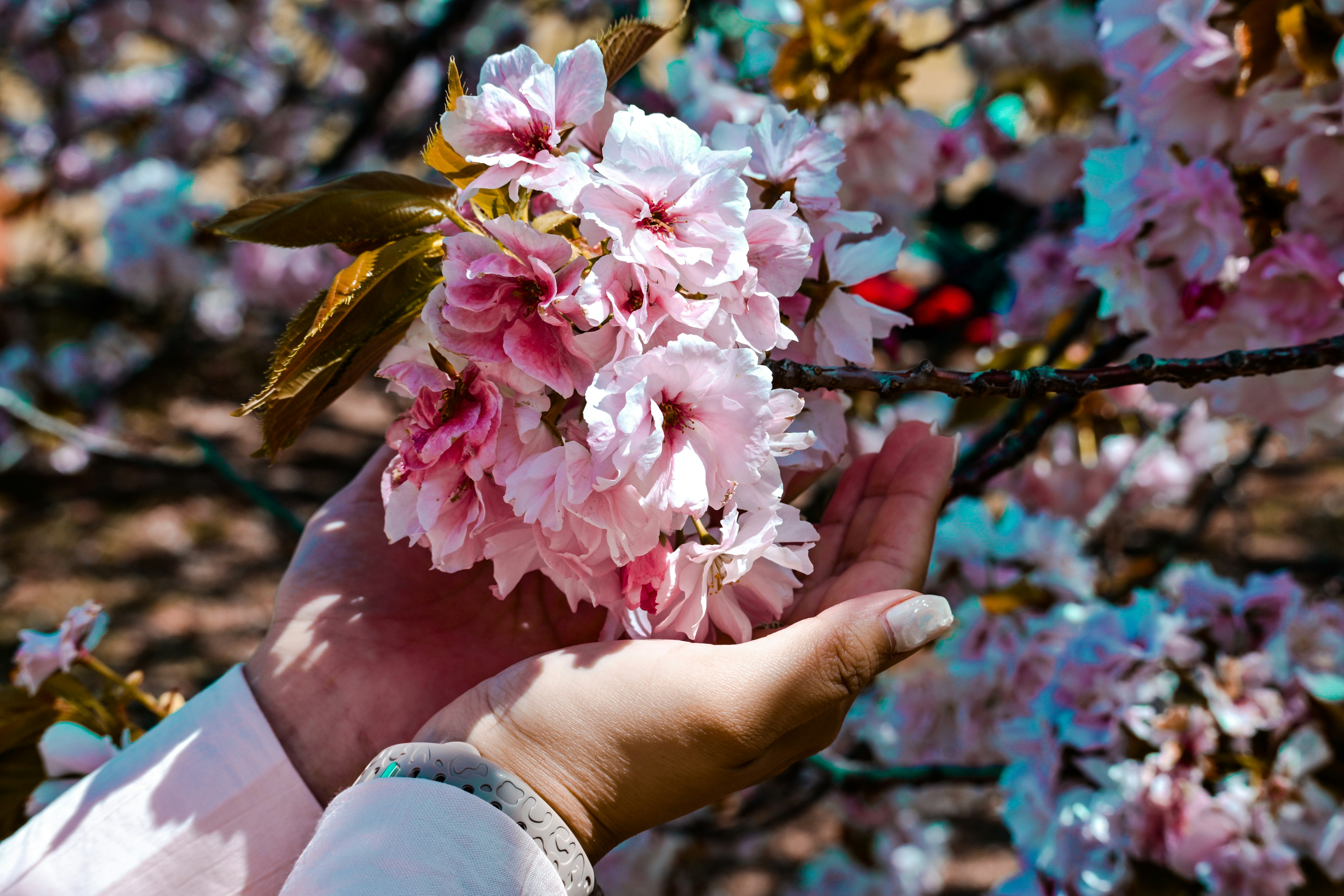 手のひらに抱えた桜の花束が枝に咲く春の花景色