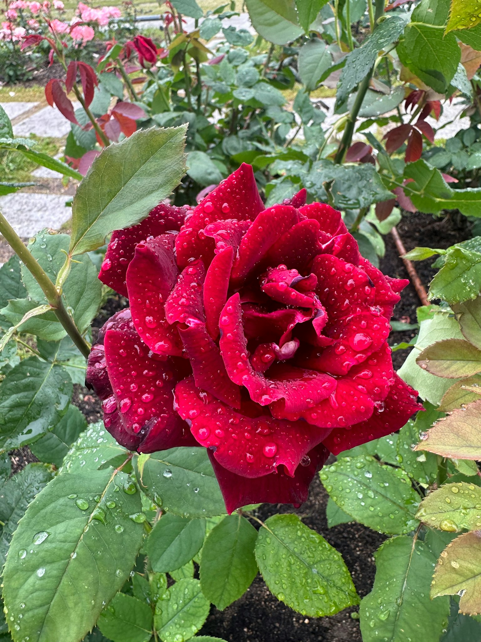 一朵被雨滴覆蓋的紅玫瑰花