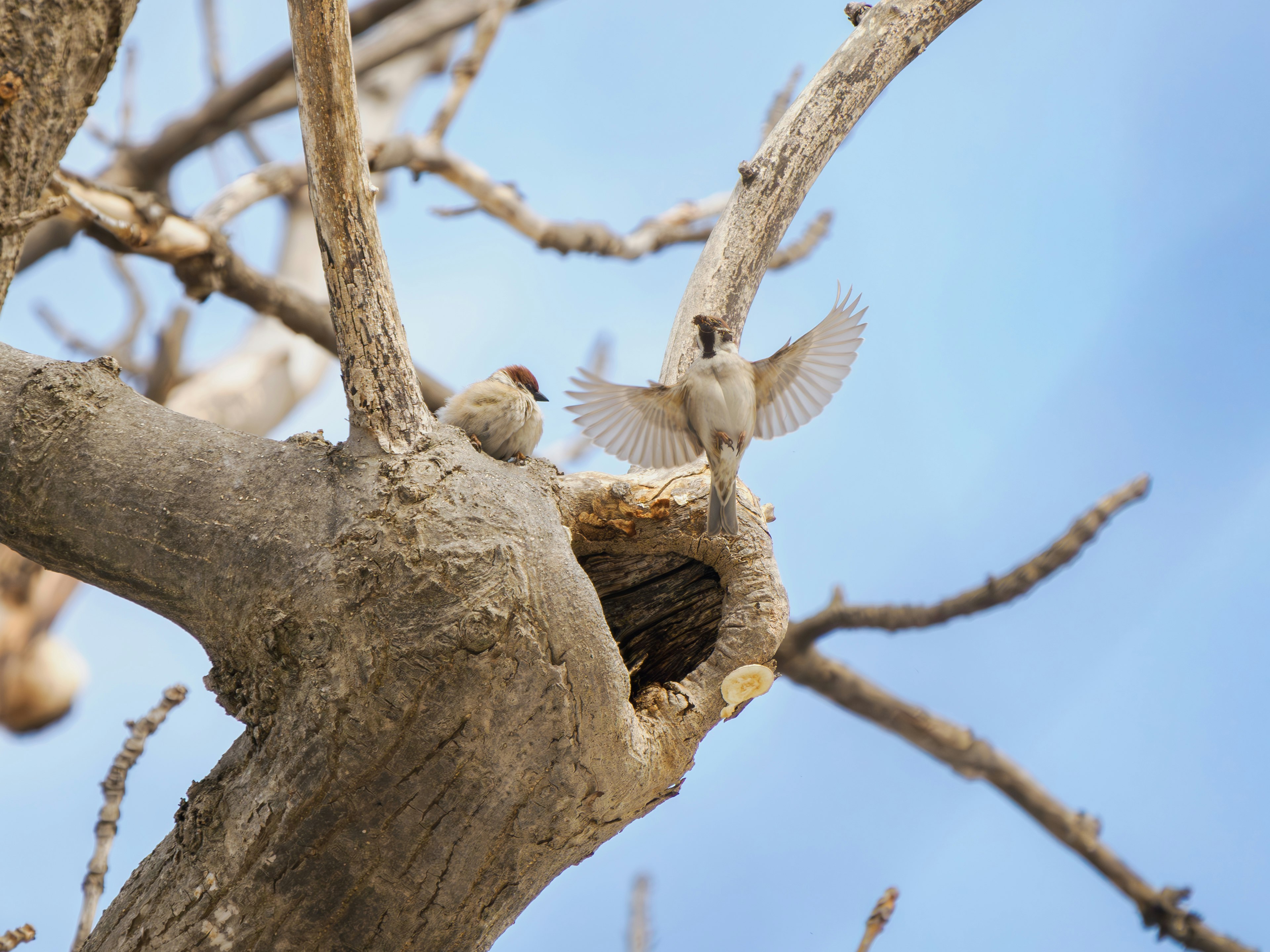 pájaros posados en una rama de árbol, uno en pleno vuelo