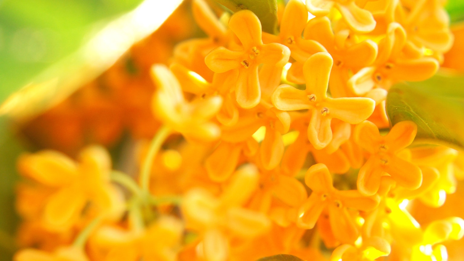 Close-up bunga kuning cerah yang dikelompokkan