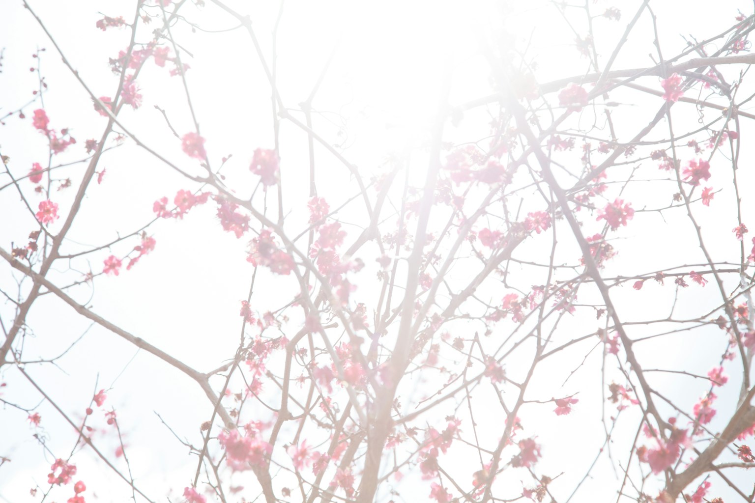 Ramas de un árbol con flores rosas contra un fondo brillante