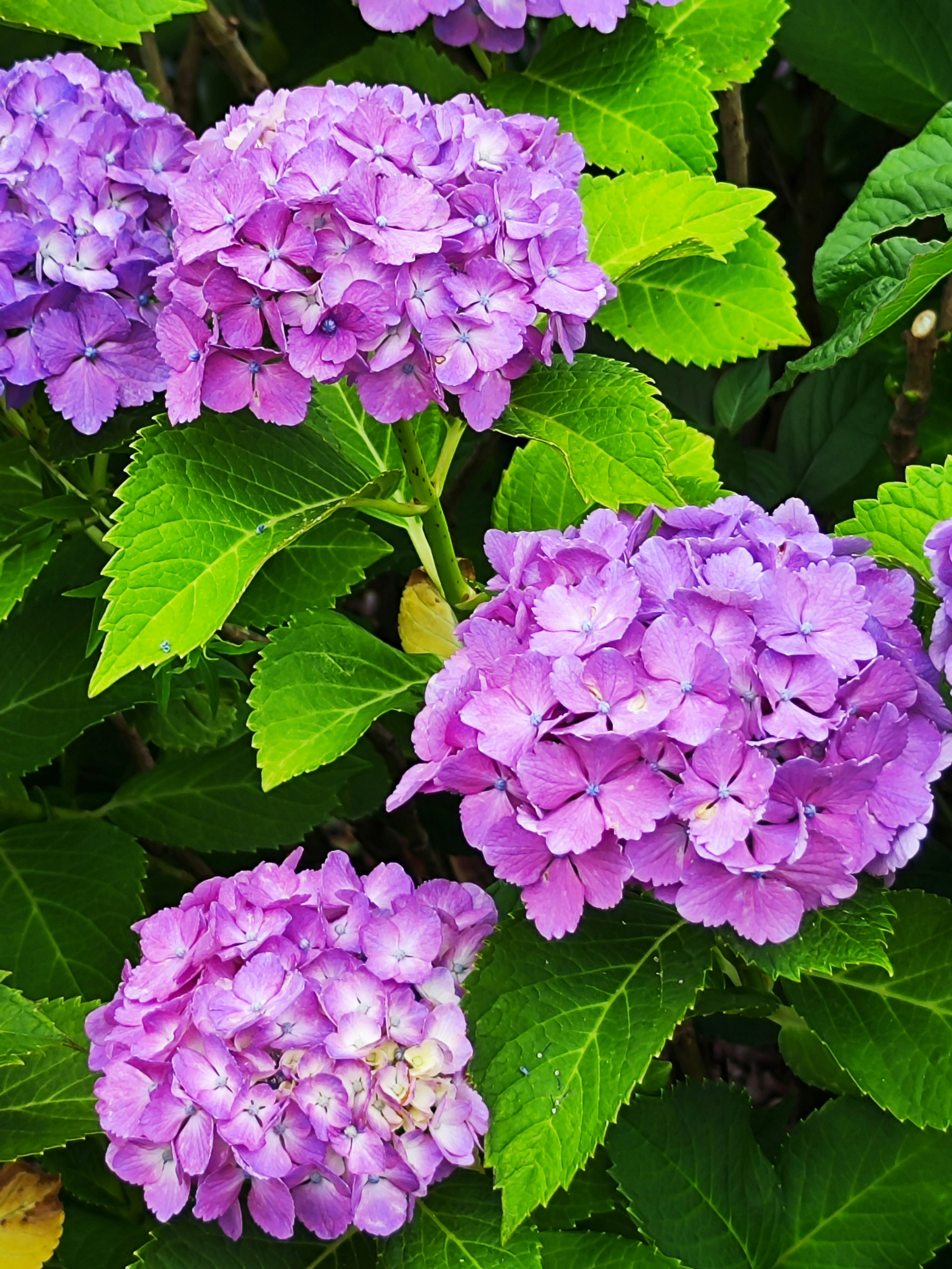 紫のアジサイの花と鮮やかな葉が密集したクローズアップ