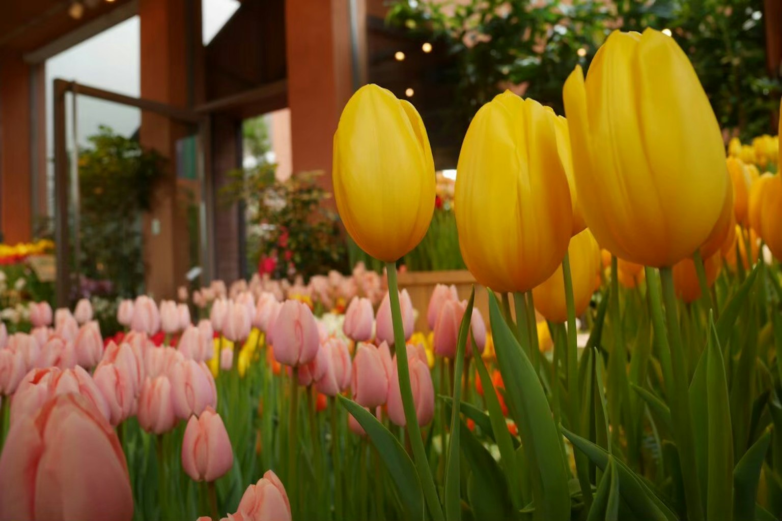 Cận cảnh hoa tulip vàng và hồng trong một khu vườn hoa